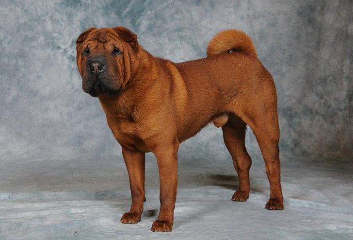 Shar pei MultiCH China Dream Bailey billede 19