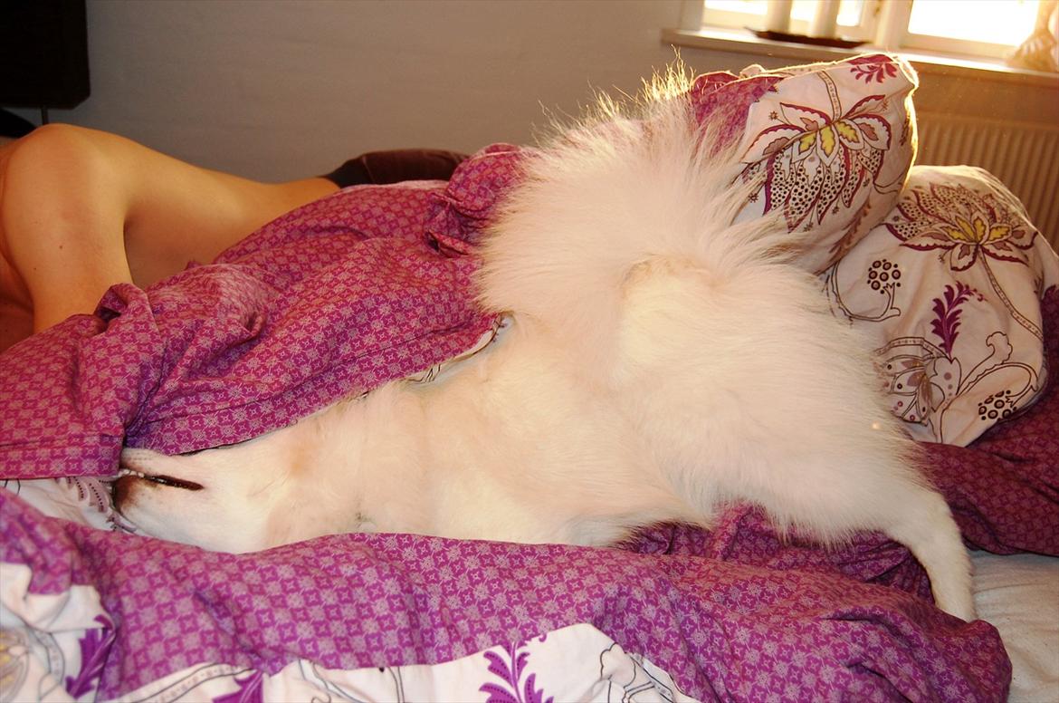 Japansk spids Selina - sådan hygger vi om morgenen - 7 måneder billede 13