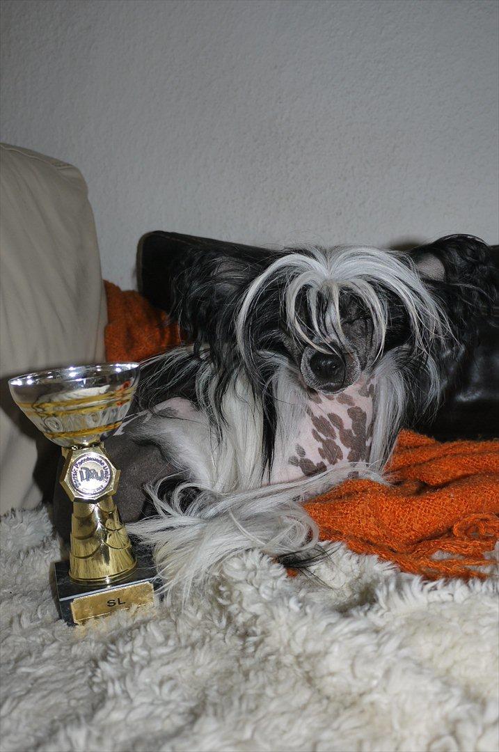 Chinese crested hårløs Suki-yang billede 20