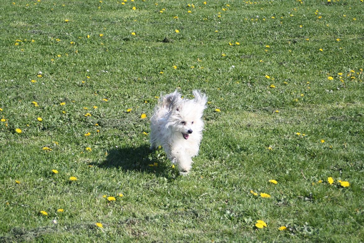 Chinese crested powder puff Reject's Four Seasons Spring - Glad dreng til hundetræning. Sommer 2011 billede 13