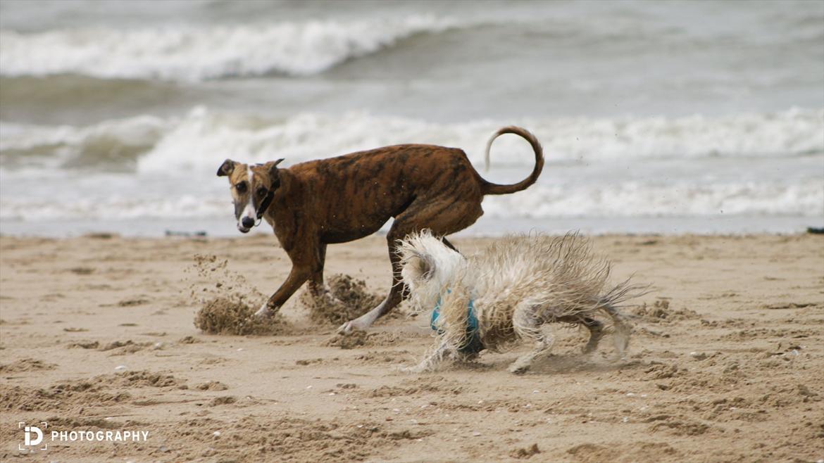 Chinese crested powder puff Reject's Four Seasons Spring - Det lille pindsvin er Nelson, der forsøger at løbe om kap med en whippet, haha XD 
På hundestrand i Holland, sommeren 2011 billede 16