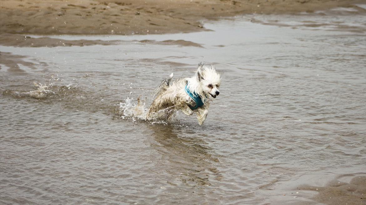 Chinese crested powder puff Reject's Four Seasons Spring - Verdens dejligste hund <3
På hundestrand i Holland, sommeren 2011 billede 17