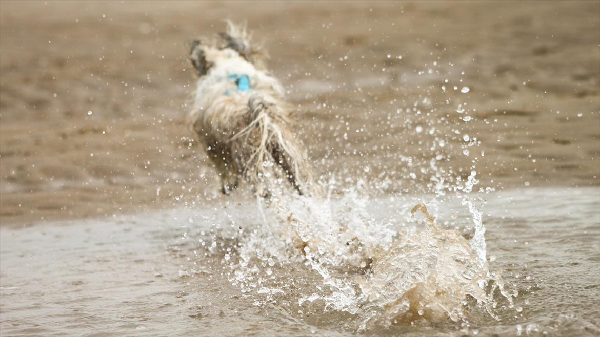 Chinese crested powder puff Reject's Four Seasons Spring - Møg beskidt, men i fuld fart og godt humør :D
På hundestrand i Holland, sommeren 2011 billede 18