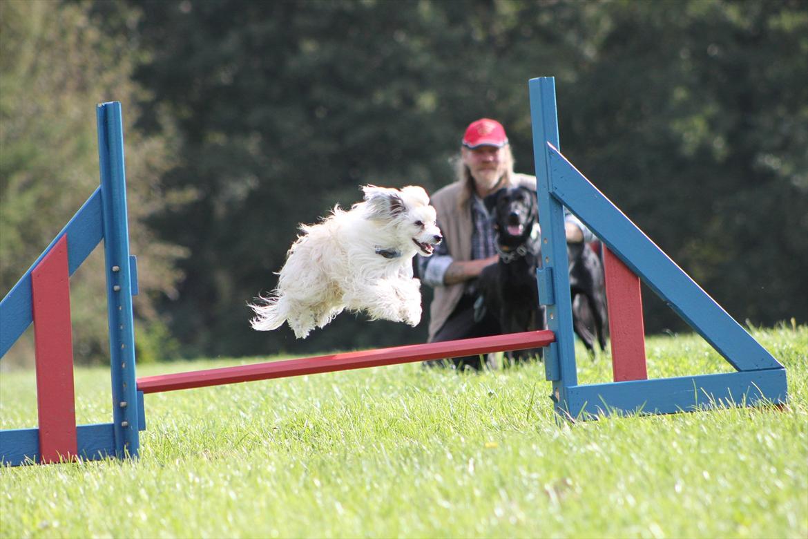 Chinese crested powder puff Reject's Four Seasons Spring - Agility, sommer 2011 billede 19