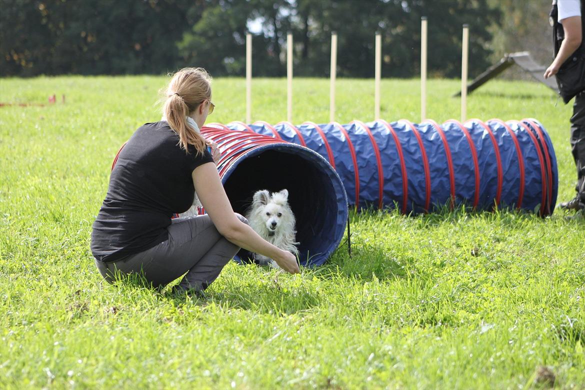 Chinese crested powder puff Reject's Four Seasons Spring - Agility, sommer 2011 billede 20