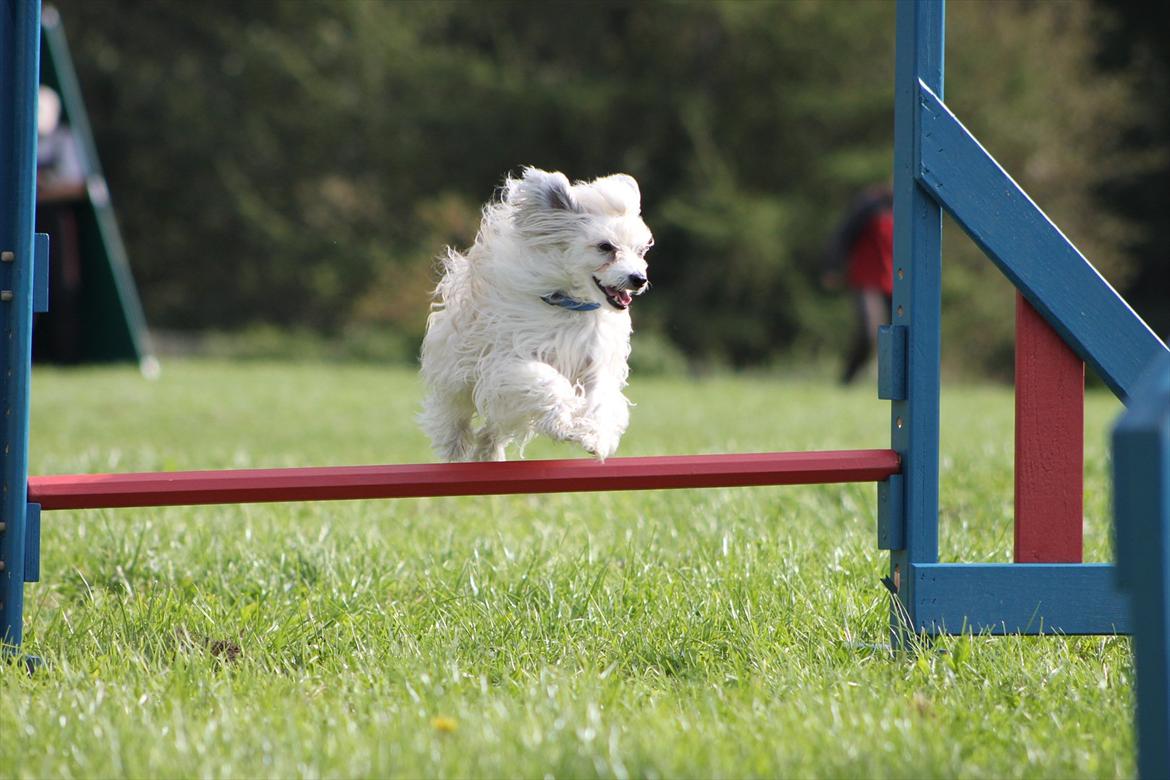 Chinese crested powder puff Reject's Four Seasons Spring - Agility, sommer 2011 billede 1