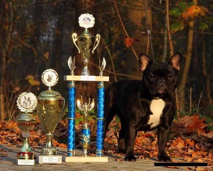 Fransk bulldog Zecudas Living Doll billede 9