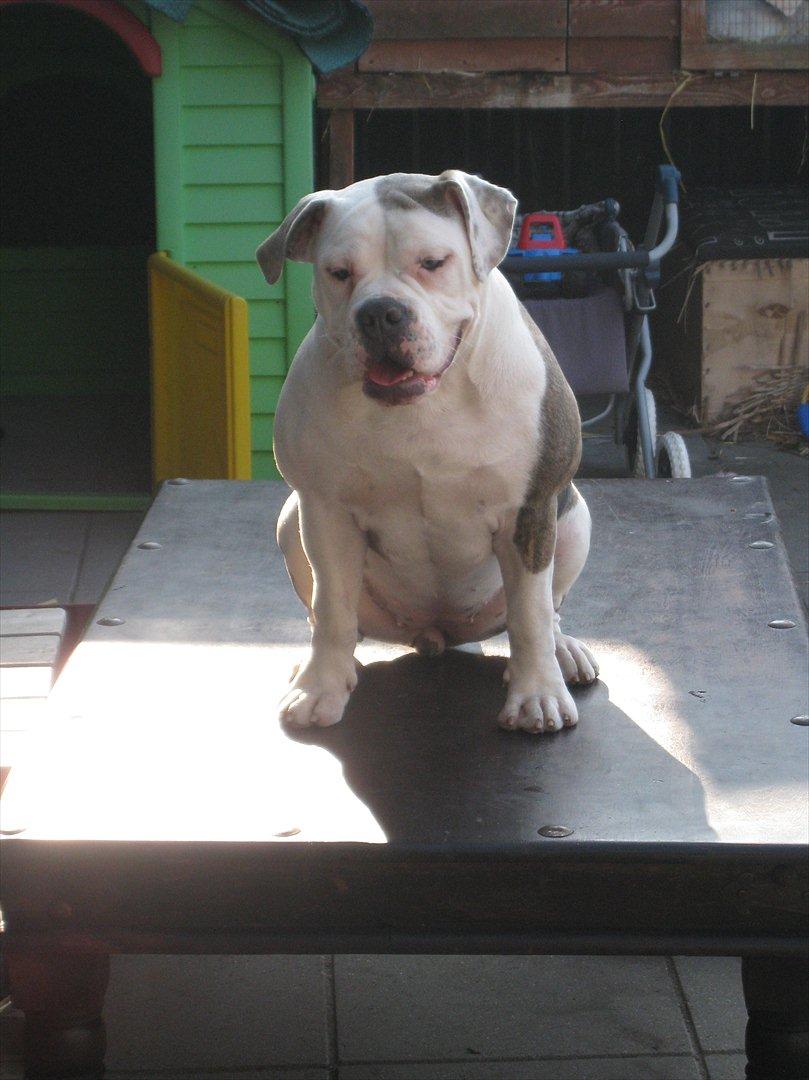 Olde english bulldogge Bullforce Little Bluebell billede 15