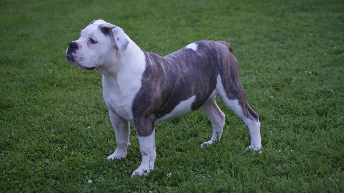 Olde english bulldogge Bullforce Little Bluebell billede 16