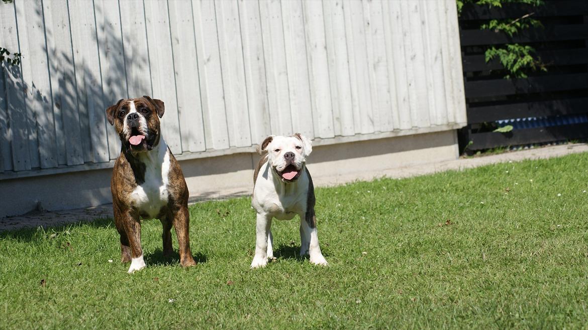 Olde english bulldogge Bullforce Little Bluebell billede 17