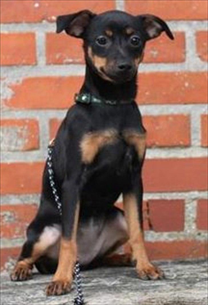 Blanding af racer Ratpinscher - Shila , bor hos andre nu billede 6