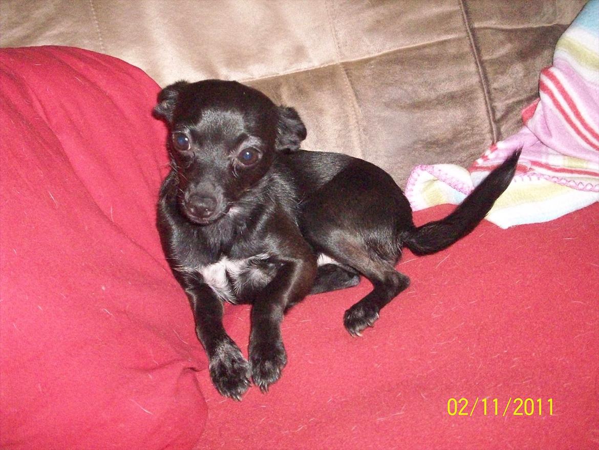 Blanding af racer Qiwi billede 20