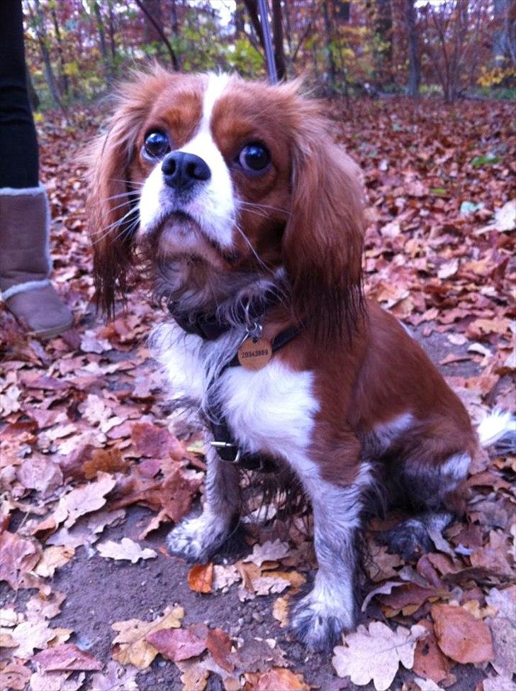 Cavalier king charles spaniel Jagger - Lille Jagger på efterårstur i skoven. billede 2