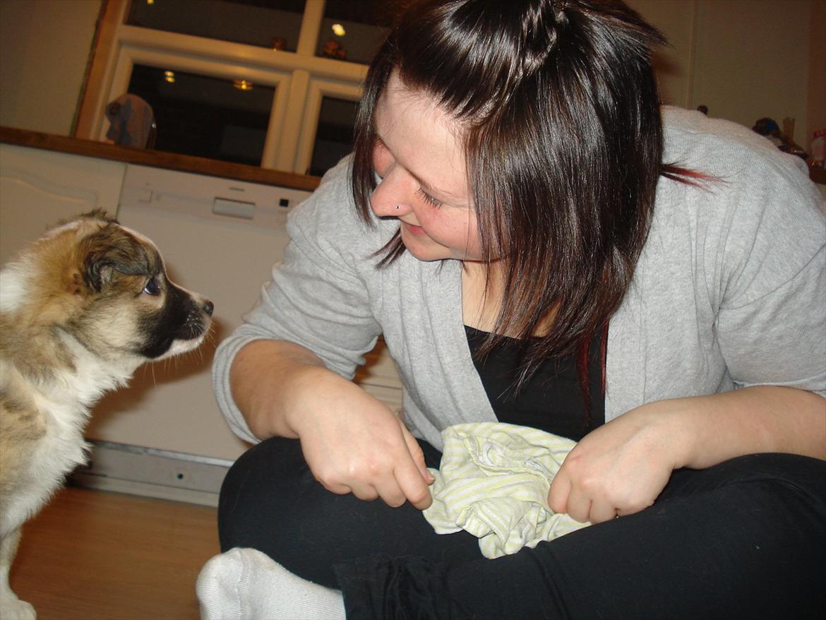 Islandsk fårehund Saga - Det her er min mor - hende kan man rigtigt snøre... bare lade som om man forstår, hvad hun siger, så putter hun mad ind i ens mund... praktisk. billede 7