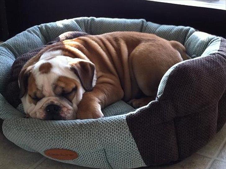 Engelsk bulldog L.P - 13 uger billede 1