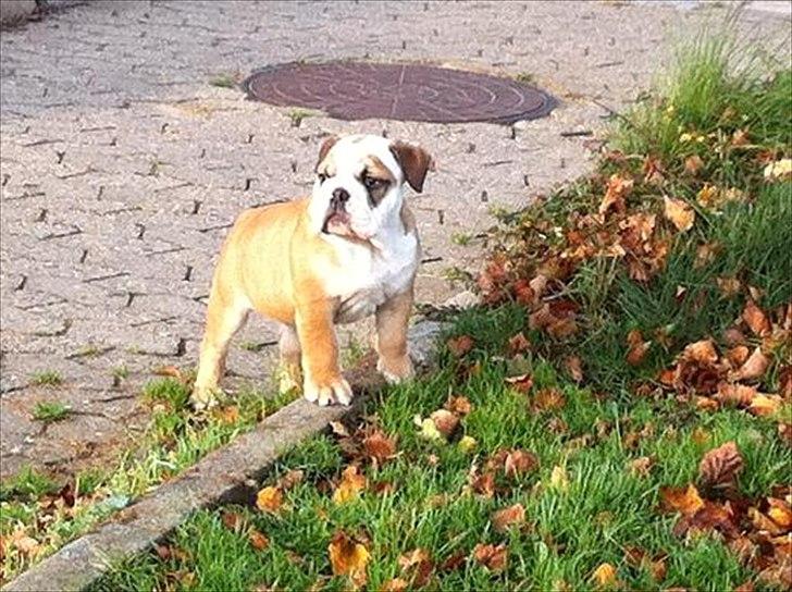 Engelsk bulldog L.P - 13 uger billede 2