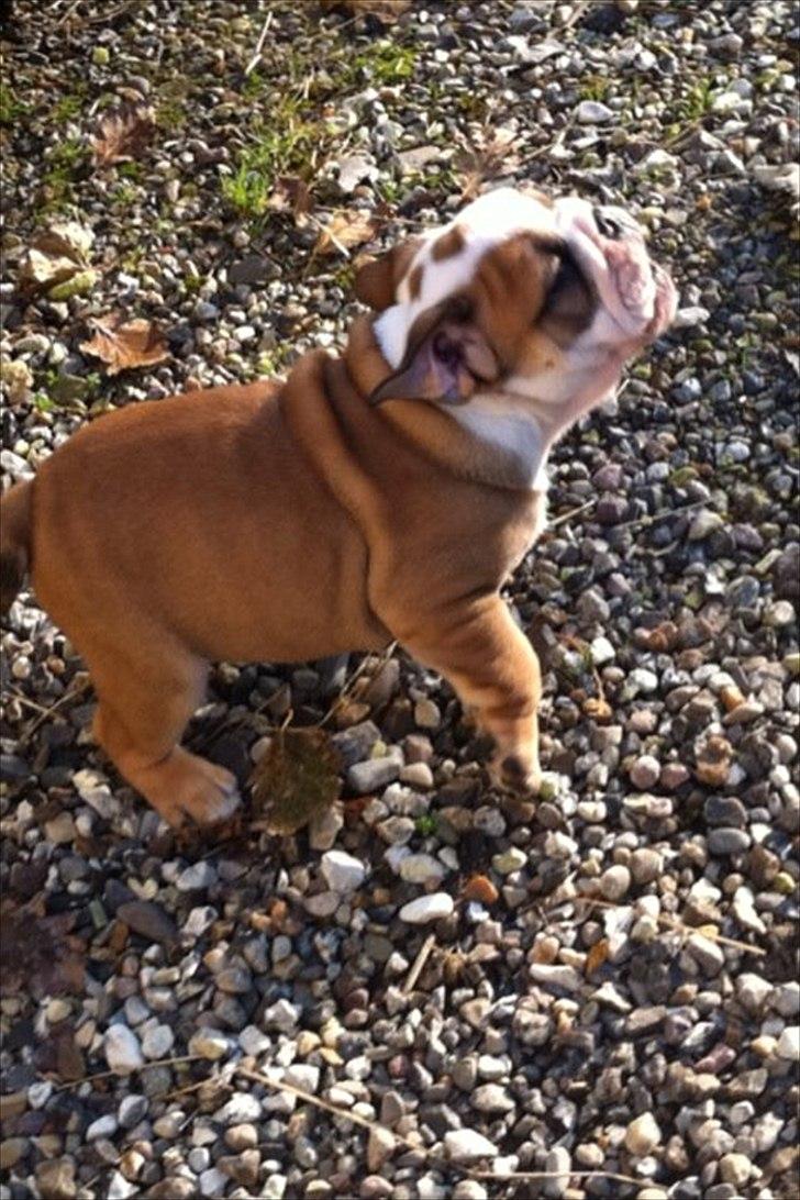Engelsk bulldog L.P - 9 uger billede 3