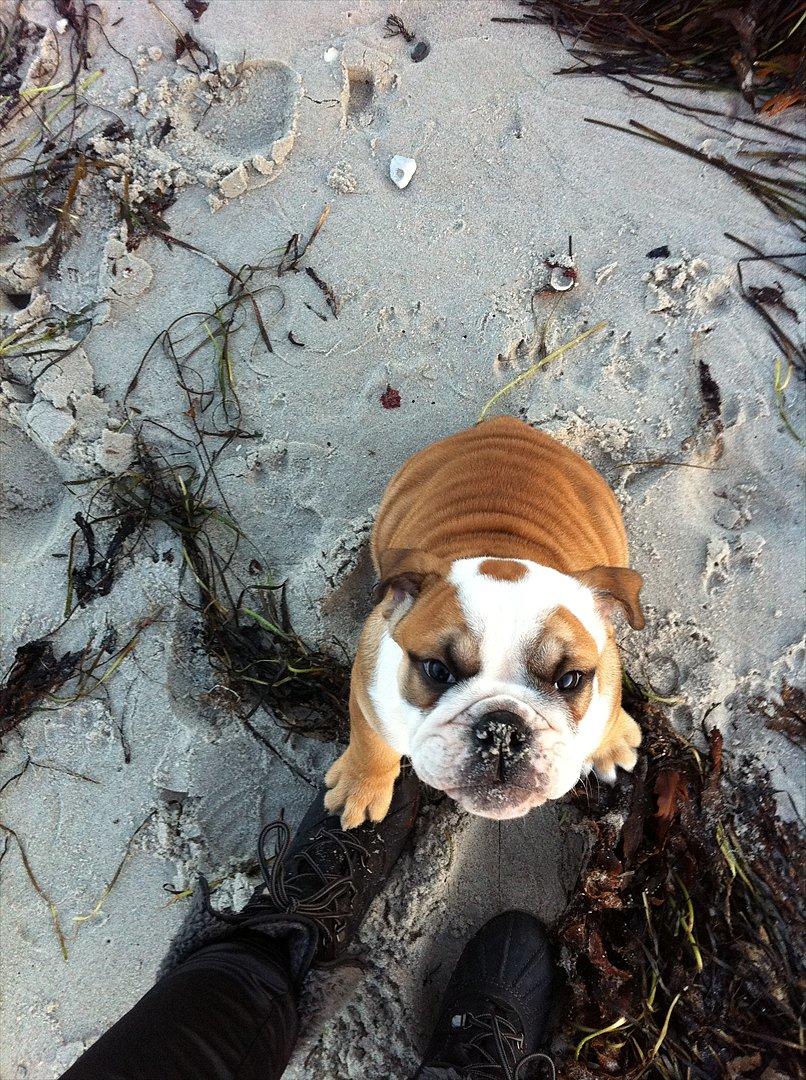 Engelsk bulldog L.P - 10 uger billede 4