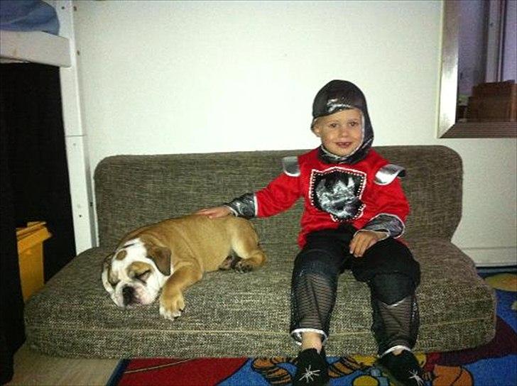 Engelsk bulldog L.P - 13 uger billede 5