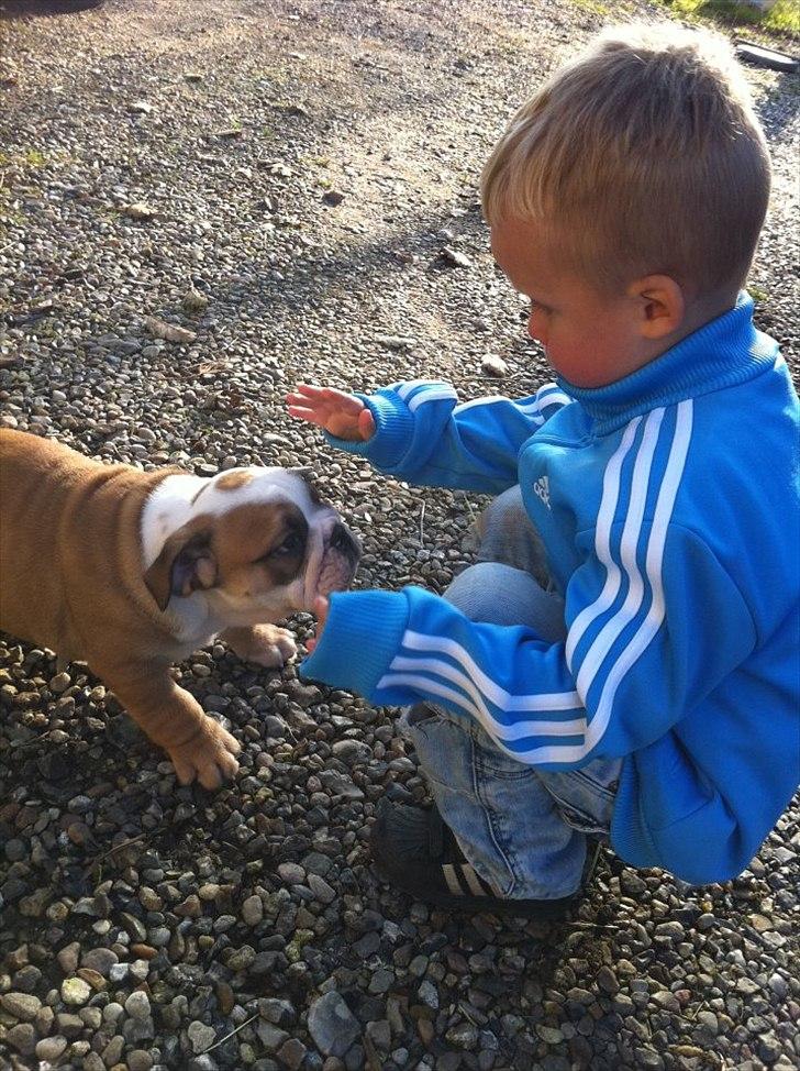 Engelsk bulldog L.P - 9 uger billede 6