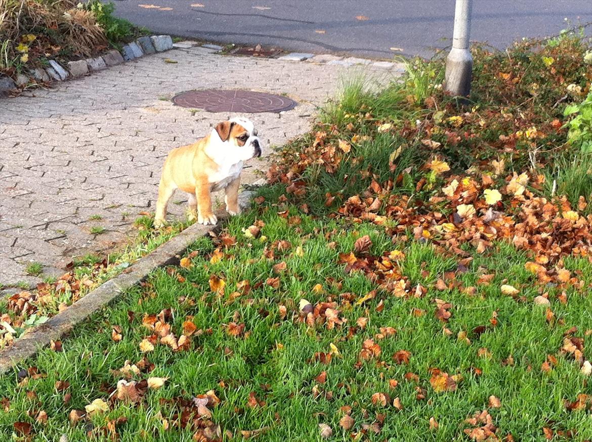 Engelsk bulldog L.P - 13 uger billede 7