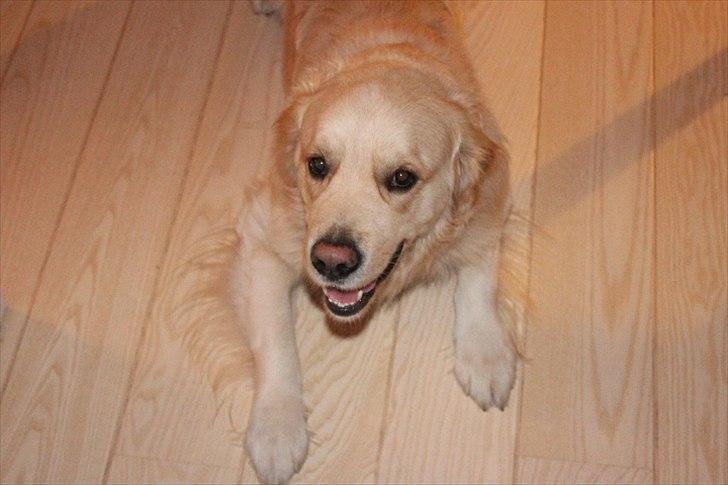 Golden retriever Teddy *Savlegøj* billede 7