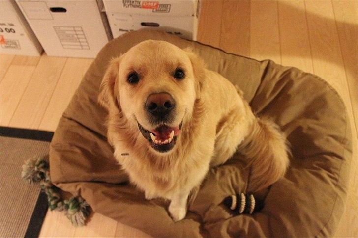 Golden retriever Teddy *Savlegøj* billede 8
