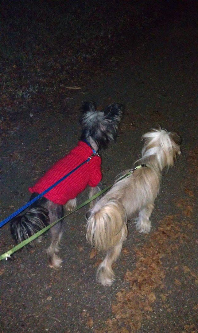 Chinese crested hårløs Footie billede 17