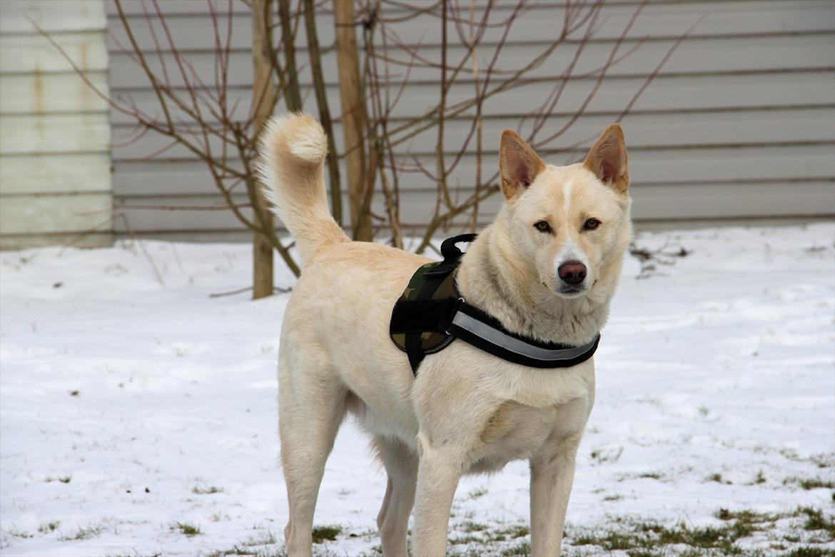 Canaanhund chancos naud(nanok) - Nanok i sneen kort tid efter jeg havde købt ham billede 1