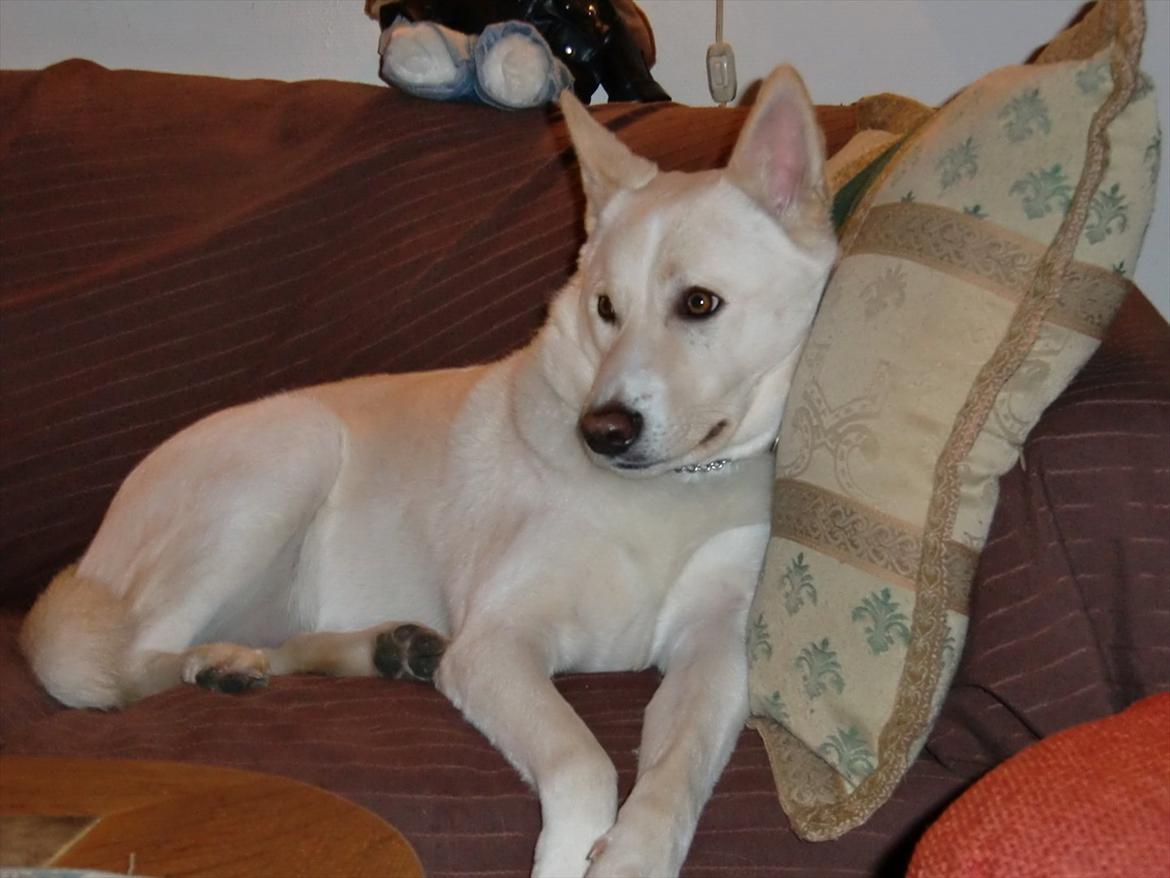 Canaanhund chancos naud(nanok) - hygge i sofaen billede 2