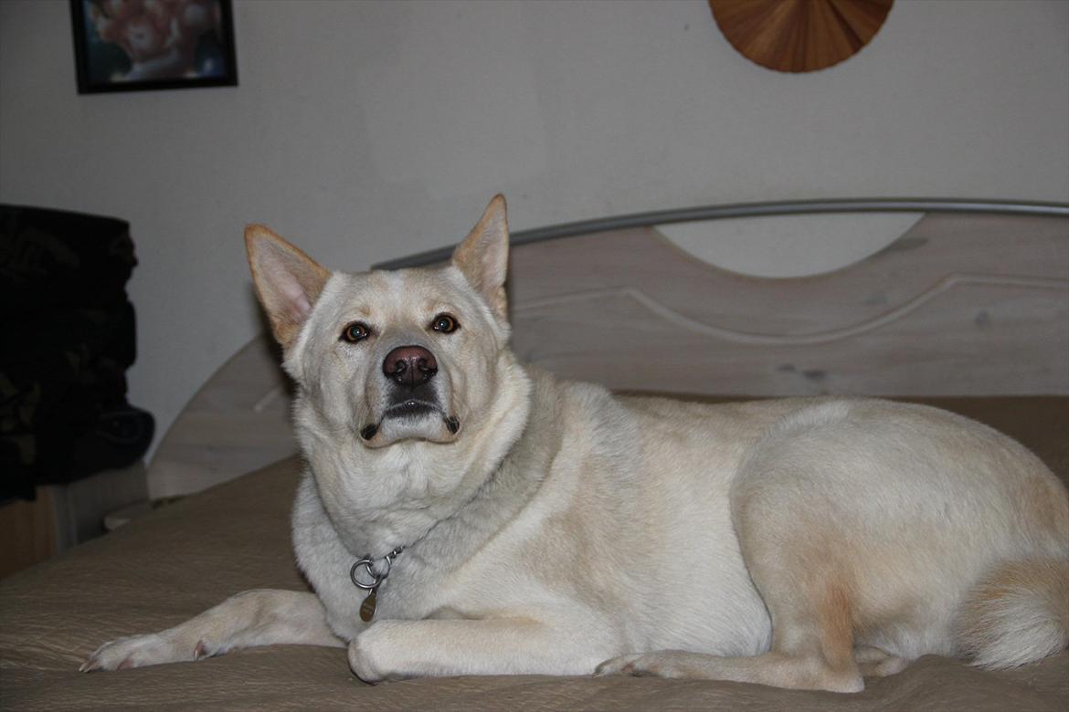 Canaanhund chancos naud(nanok) - hvad må jeg ikke være i sengen billede 3