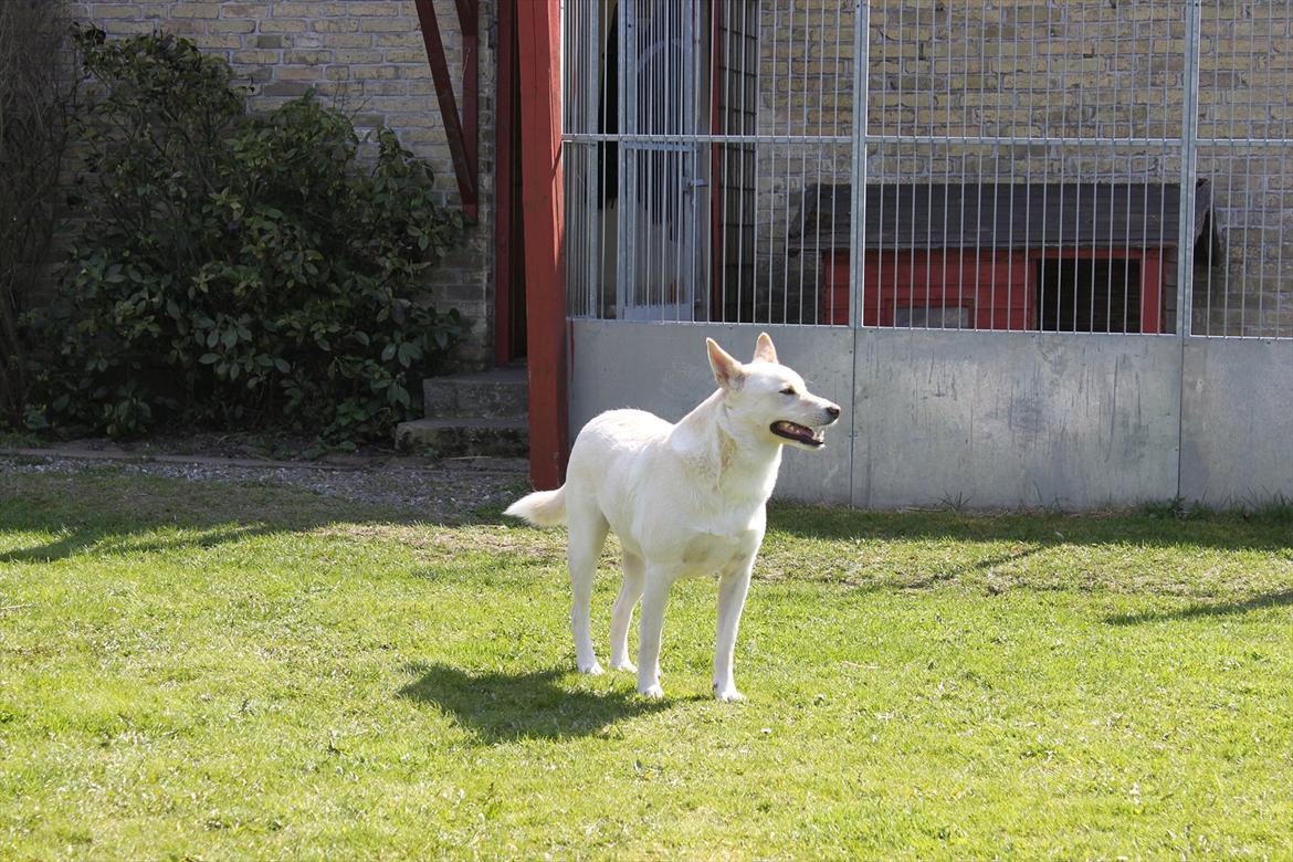 Canaanhund chancos naud(nanok) - en dejlig sommerdag i haven billede 4