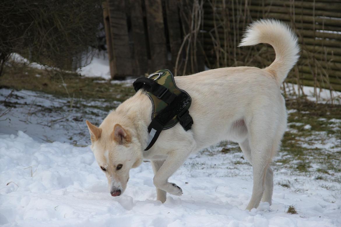Canaanhund chancos naud(nanok) - lidt spor søg billede 5