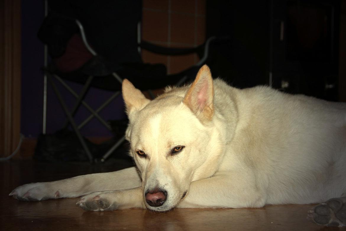 Canaanhund chancos naud(nanok) - der er ikke noget som en varm brændeovn  billede 6