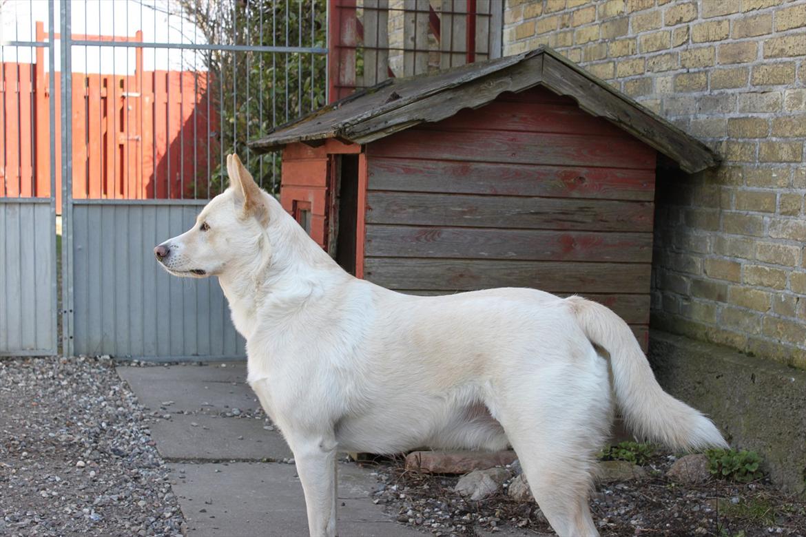 Canaanhund chancos naud(nanok) - mig i eget hjem billede 7