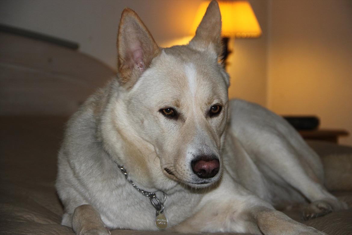 Canaanhund chancos naud(nanok) - mere sengehygge billede 8