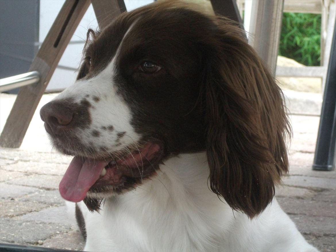 Field Trial spaniel Kissy billede 18