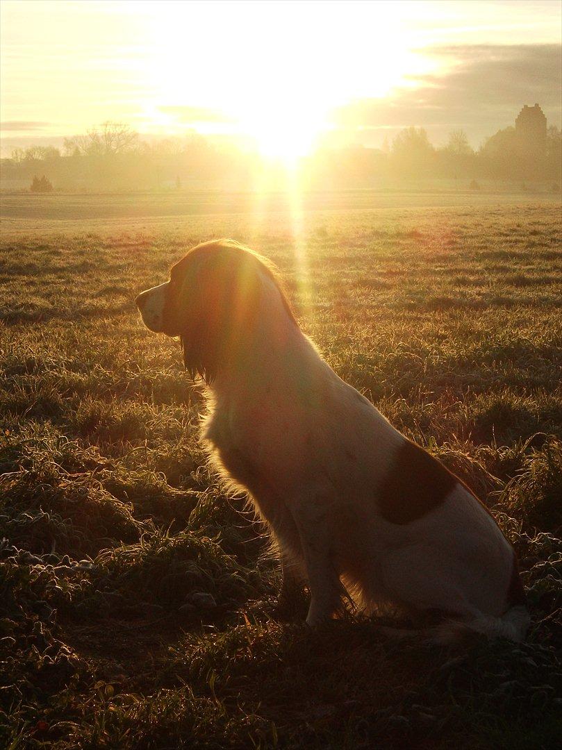 Field Trial spaniel Kissy billede 19