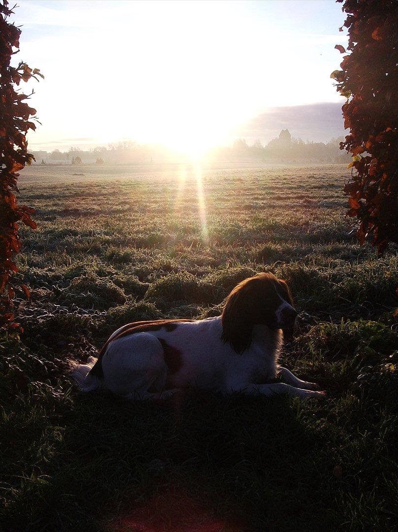 Field Trial spaniel Kissy billede 20