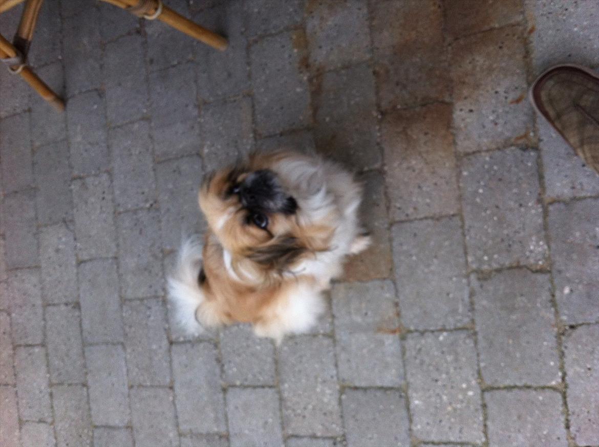 Pekingeser Charlie billede 2