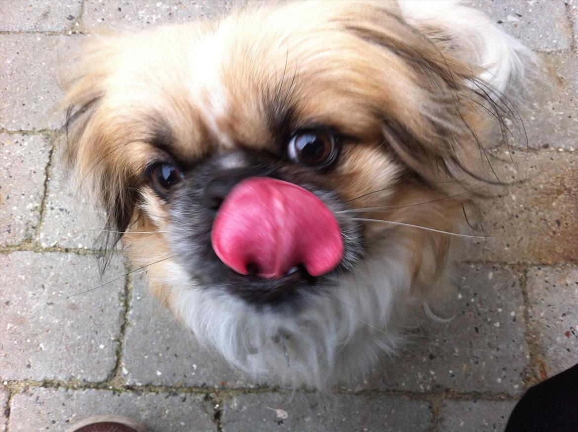 Pekingeser Charlie billede 8