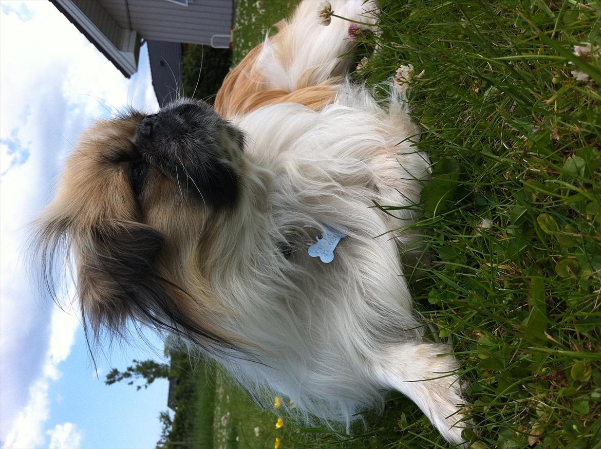 Pekingeser Charlie billede 1