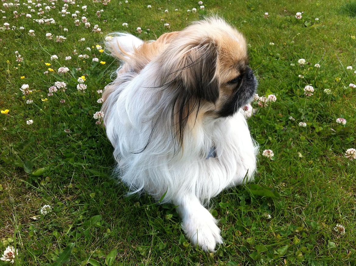 Pekingeser Charlie billede 6