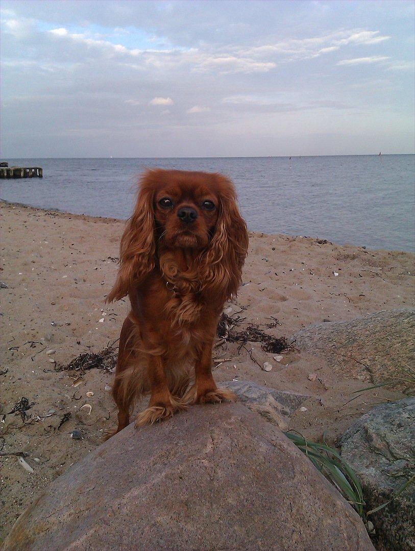 Cavalier king charles spaniel Barquisha billede 1