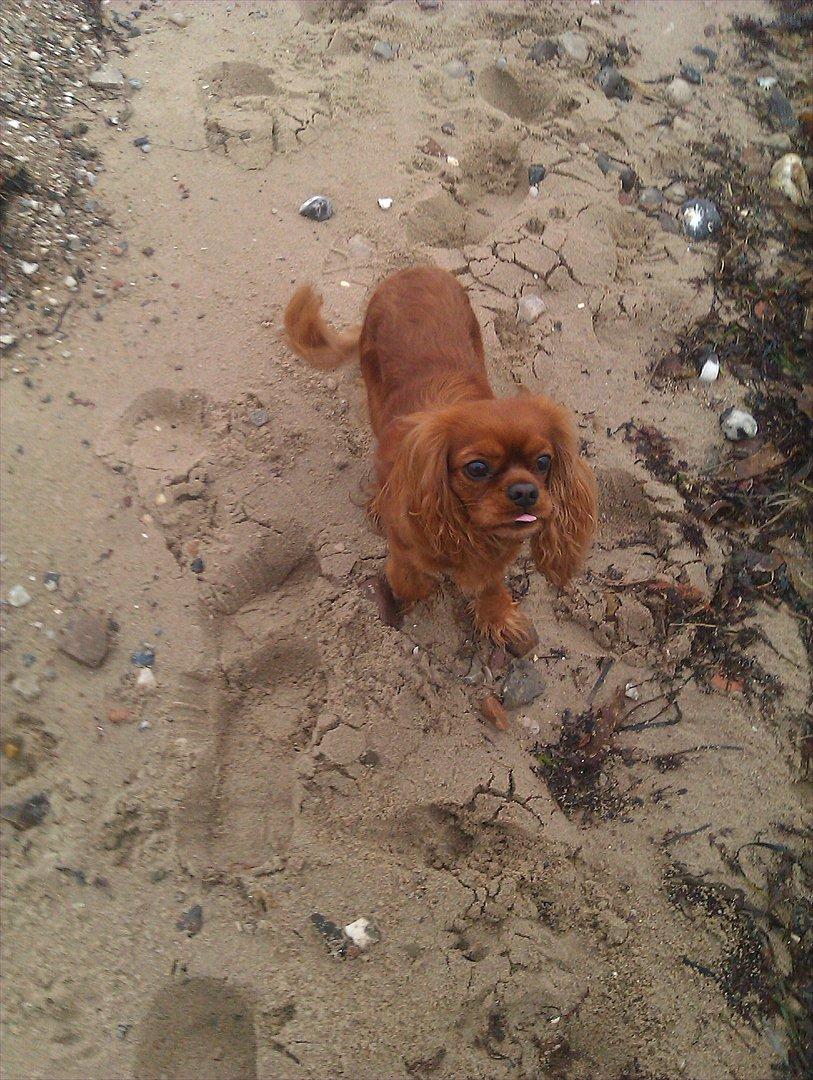 Cavalier king charles spaniel Barquisha billede 2