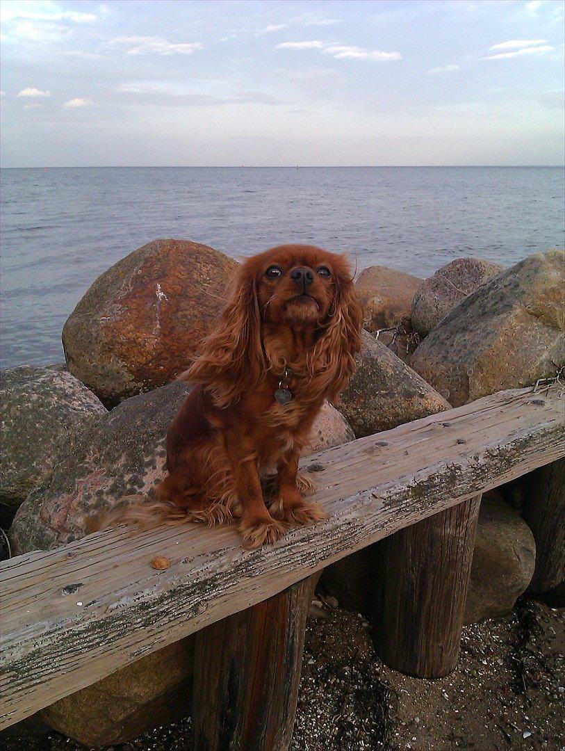 Cavalier king charles spaniel Barquisha billede 3