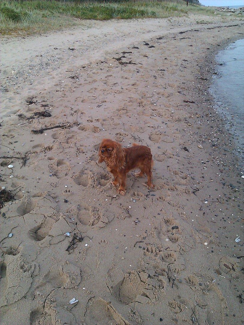 Cavalier king charles spaniel Barquisha billede 4