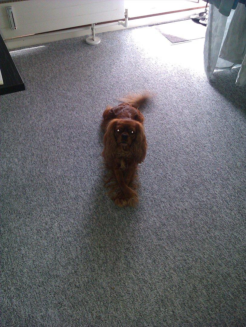 Cavalier king charles spaniel Barquisha billede 5