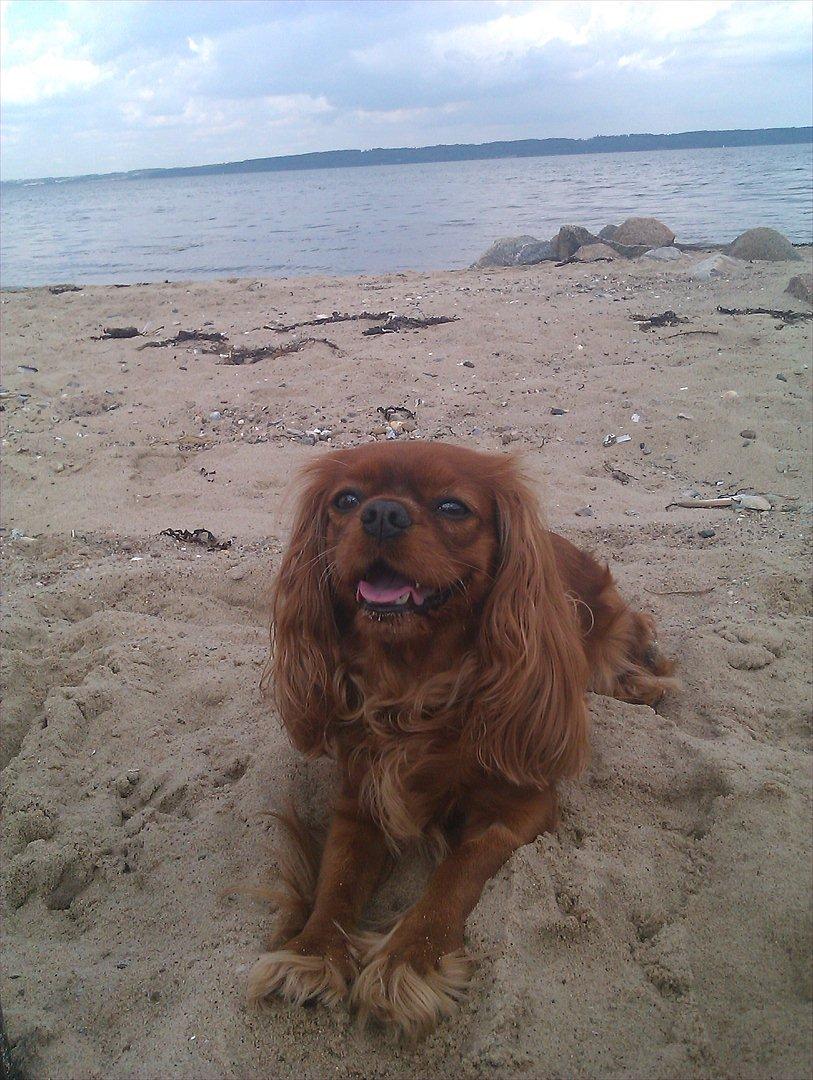 Cavalier king charles spaniel Barquisha billede 6