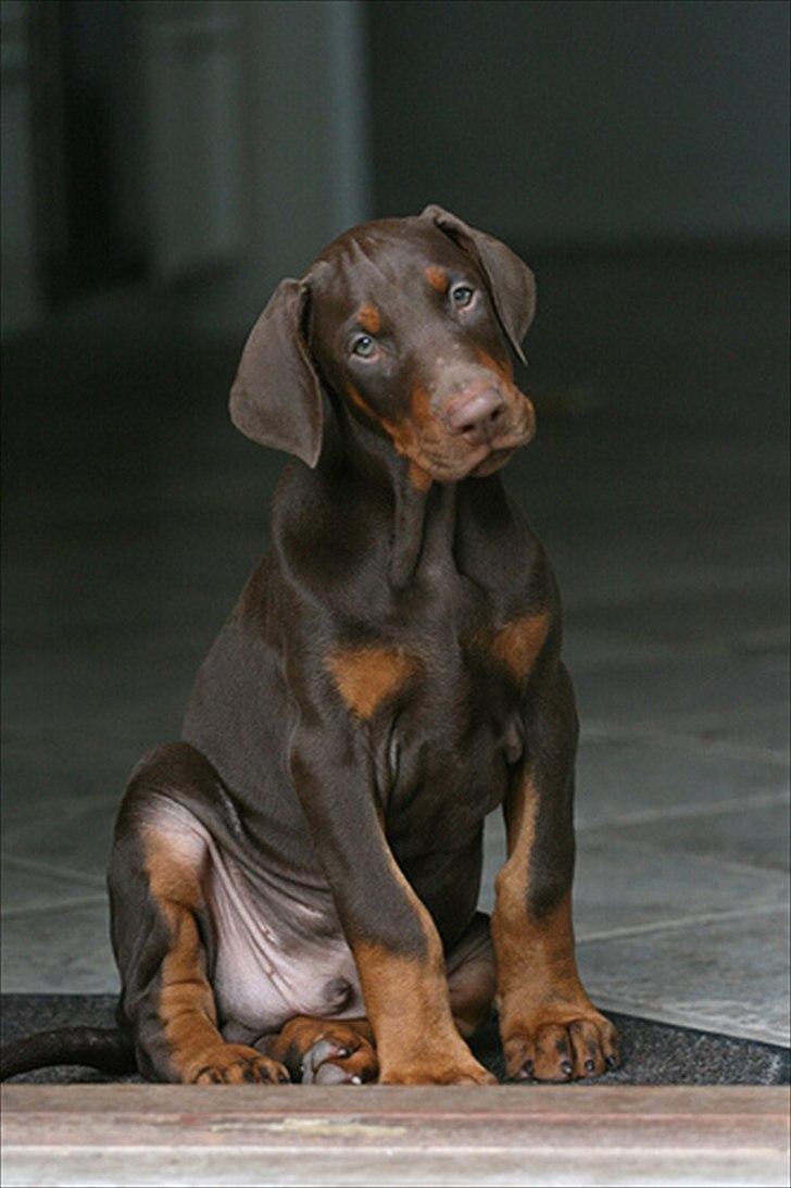 Dobermann Be-Barong Dumbledore aka Eddie billede 1